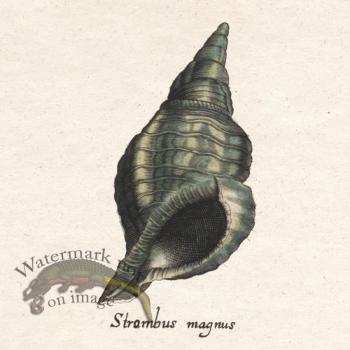 Merian Shell 12
